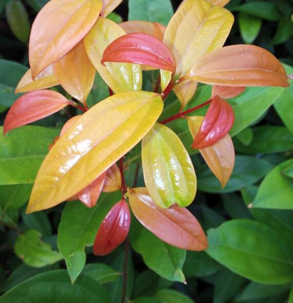 廣東梅片樹(shù)：科研與產(chǎn)業(yè)齊飛