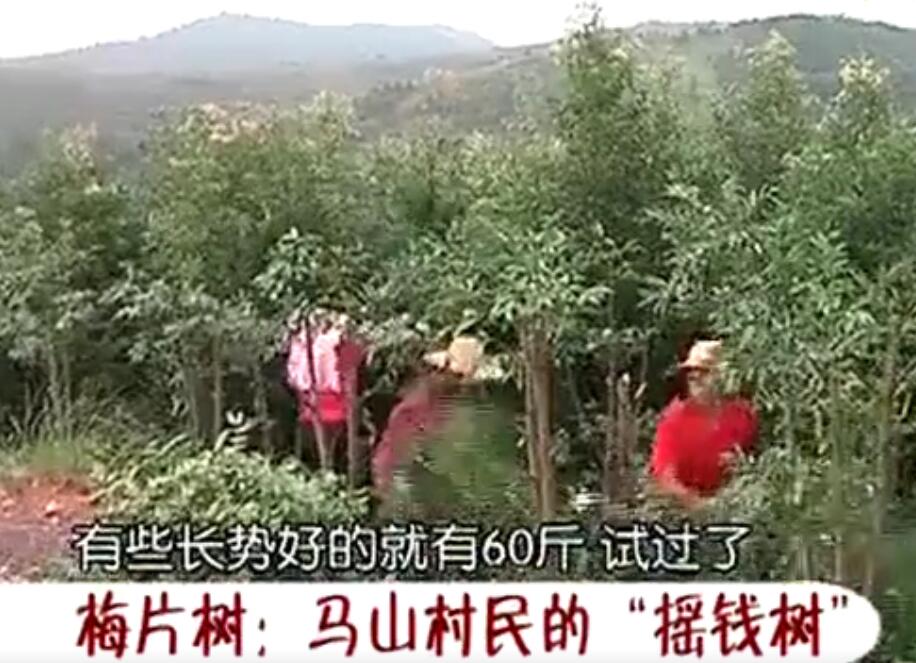 梅片樹(shù)：平遠(yuǎn)石正馬山村民的“搖錢(qián)樹(shù)”