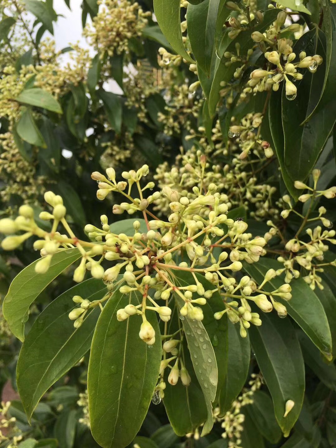 梅片樹(shù)種植技術(shù)
