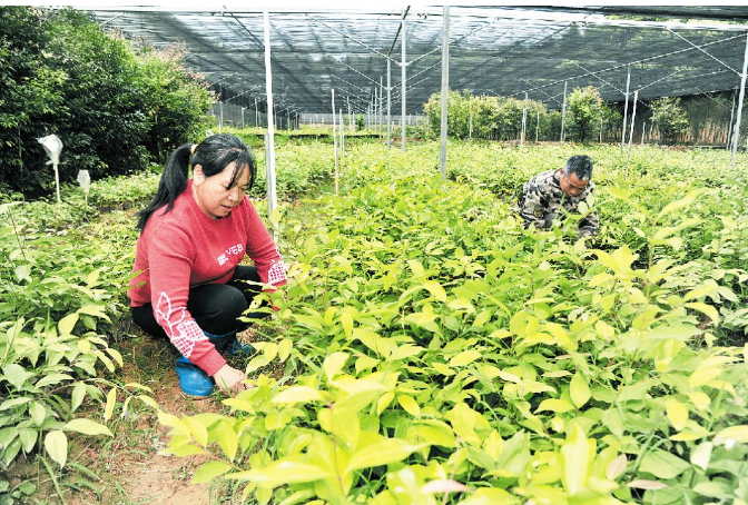 梅片種植引領(lǐng)群眾耕山致富，產(chǎn)業(yè)扶貧后勁就是足